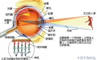 正常眼睛直径是多少，正常眼睛直径是多少mm